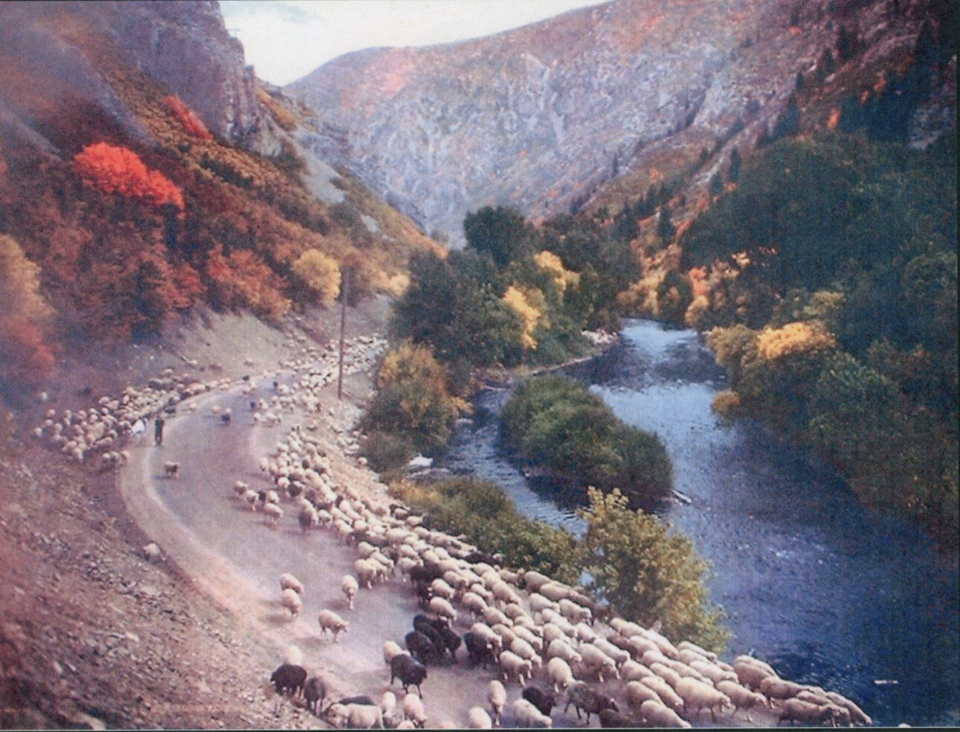 Provo Canyon Herd